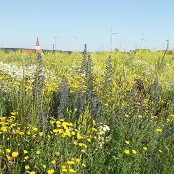 Blühflächen, wie hier am Pollenfelder Wasserturm, sind erste Ansätze zur Förderung der biologischen Vielfalt. (Bild vergrößern)
