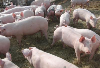 Foto zur Meldung: Prävention Afrikanische Schweinepest (ASP) - der Landkreis Informiert
