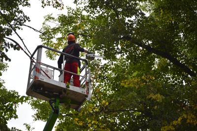 Am 24. Juni begannen Baumpflegearbeiten im Clara-Zetkin-Park I Foto: Martin Ferch