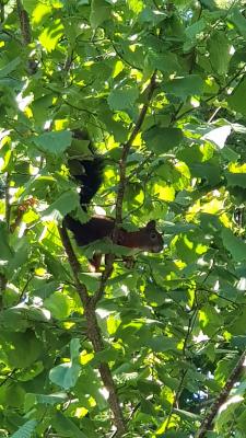 Rotes Eichhörnchen in der Haselnuss-Hecke