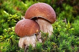 Pilze (Bild vergrößern)