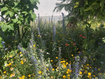 Eine Wildblumenwiese sorgt für mehr Artenvielfalt und ist ein echter Hingucker, wie das Beispiel eines Vorgartens in Dörnigheim zeigt. Foto: Stadt Maintal