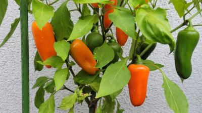 Bild von einer Paprika Pflanze mit reifen Früchten (Bild vergrößern)