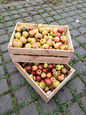 Warum sammeln wir als LPV für eine Veranstaltung des Ortschaftsrates in Zschettgau Äpfel? (Bild vergrößern)