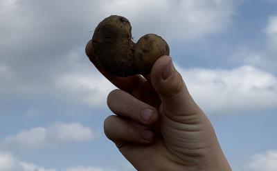 Kartoffelernte auf Martiniland