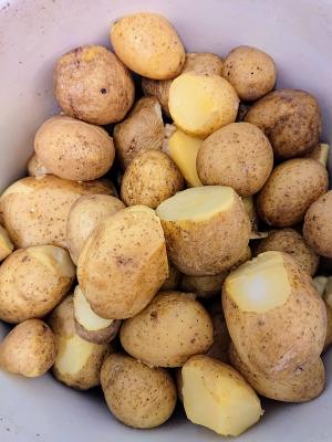 Erntedank- und Kartoffelfest