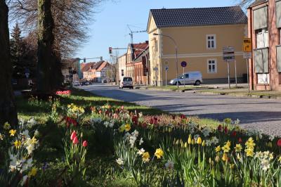 Vorschaubild zur Meldung: Neue Frühjahrsblüher für Kyritz