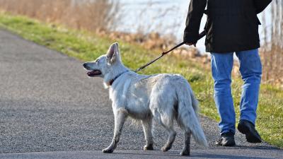 Gefahr durch freilaufende Hunde​ (Bild vergrößern)