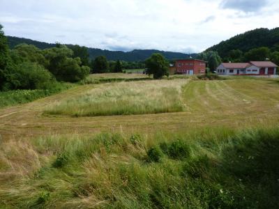 Wiese mit Insekteninsel bei Breternitz (Foto: LPV)