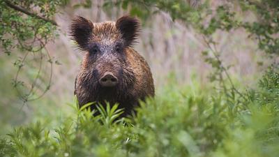 ASP-Nachweis bei Wildschwein im LK Meißen