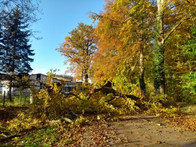 Sturm Ignatz zieht am Donnerstag durch Brandenburg (Bild vergrößern)