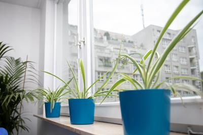 Drei Pflanzen auf dem Fensterbrett (Bild vergrößern)