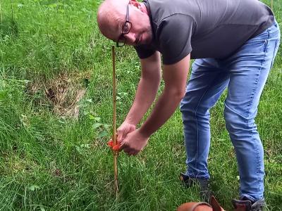Pflanzung der Flatter-Ulmen bei Thomas Schneider in Hottingen