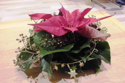 Weihnachtsstern