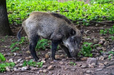 Meldung: Landkreis erlässt Tierseuchenallgemeinverfügung zur Bekämpfung der Afrikanischen Schweinepest (ASP)