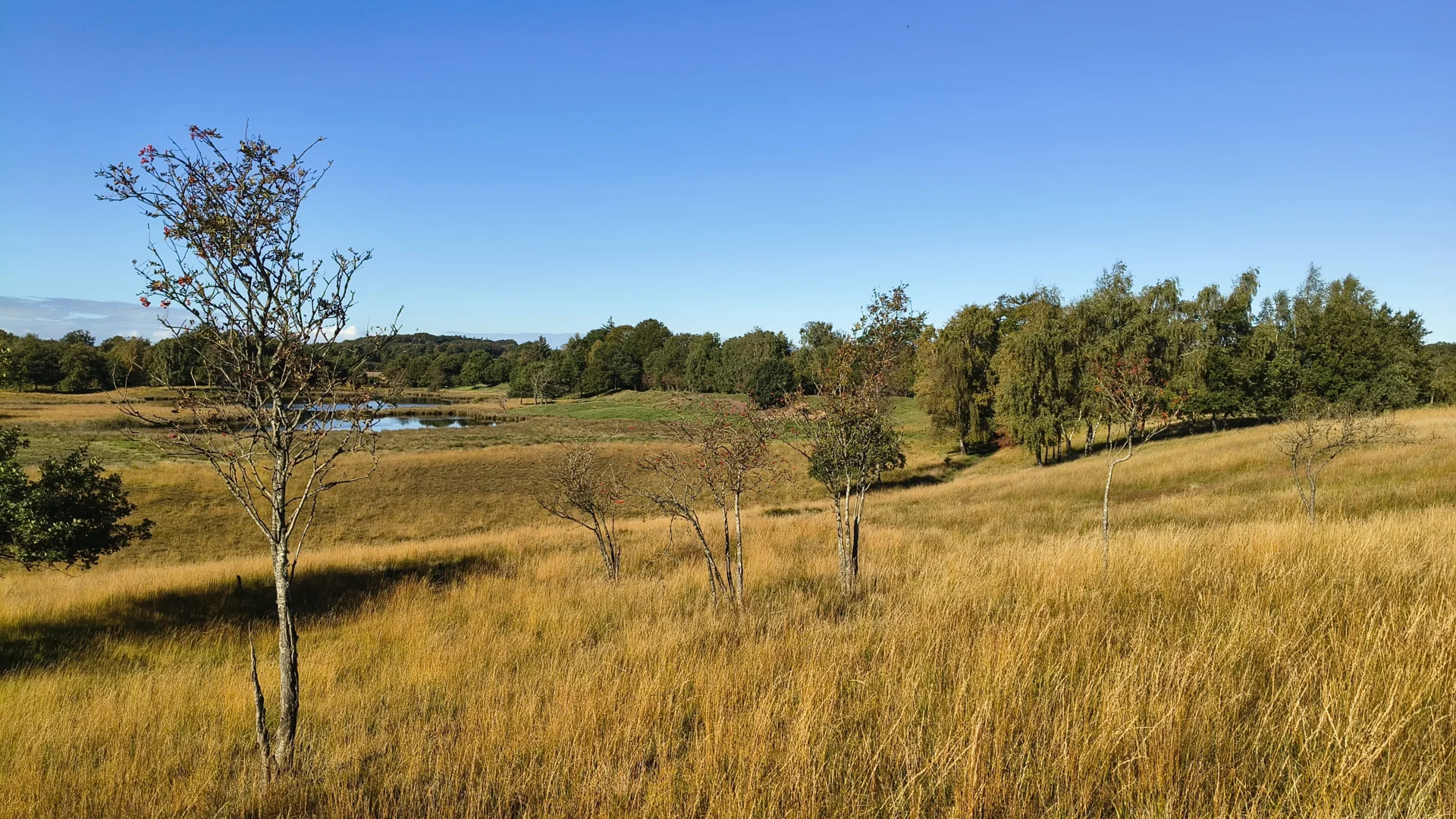 Die Binnendünen am Treßsee im Herbstlicht.