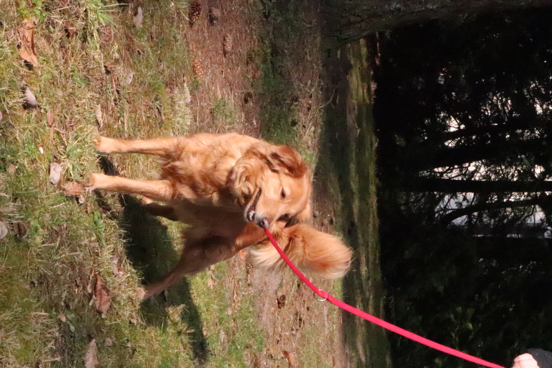 Hund