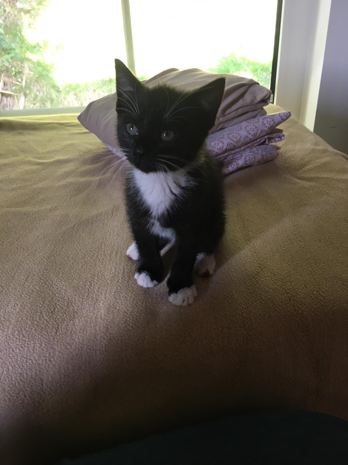 Kater Kater