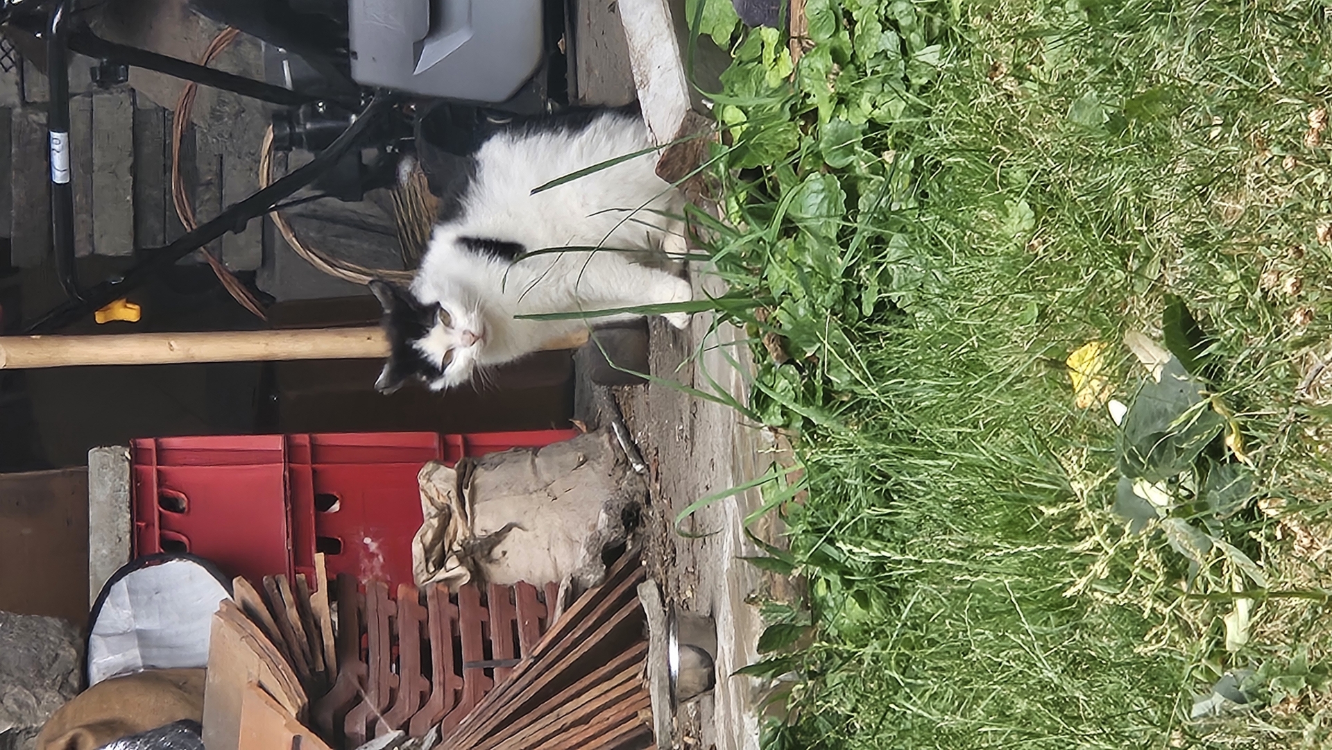 Wer vermisst diese Katze im OT Kossenblatt? - 1