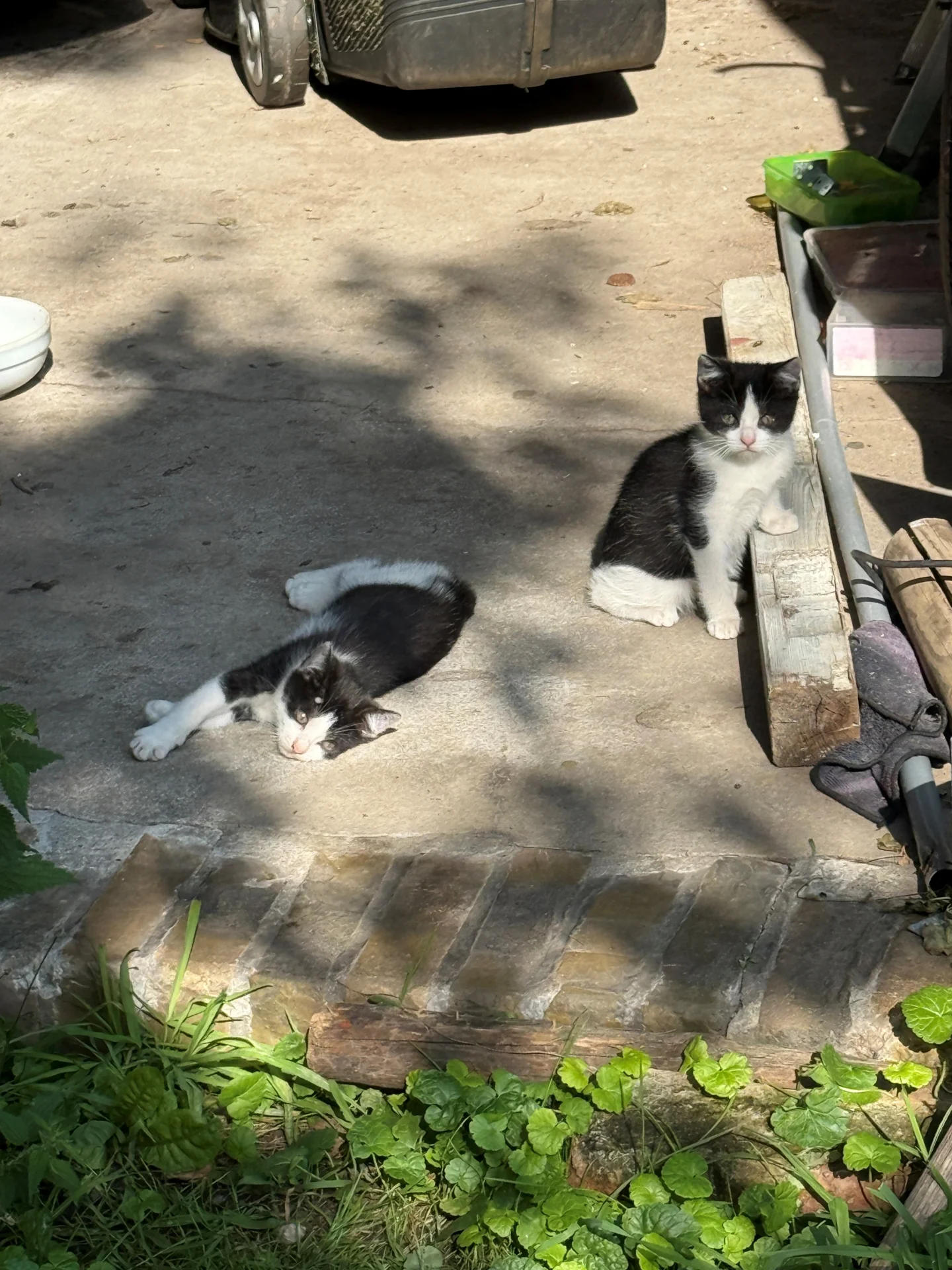 Wer vermisst diese Katze im OT Kossenblatt? - 5