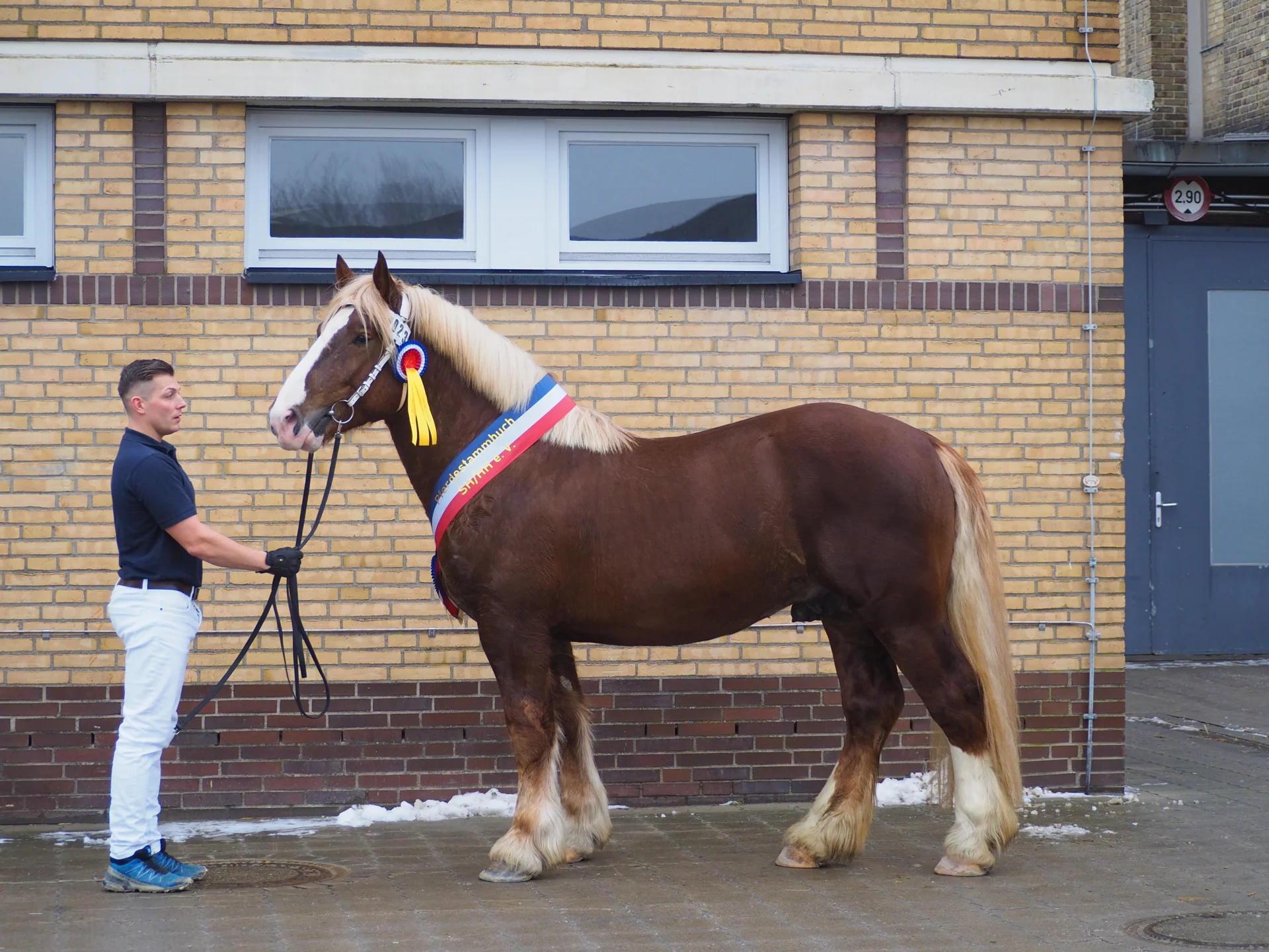Smartie - Siegerhengst