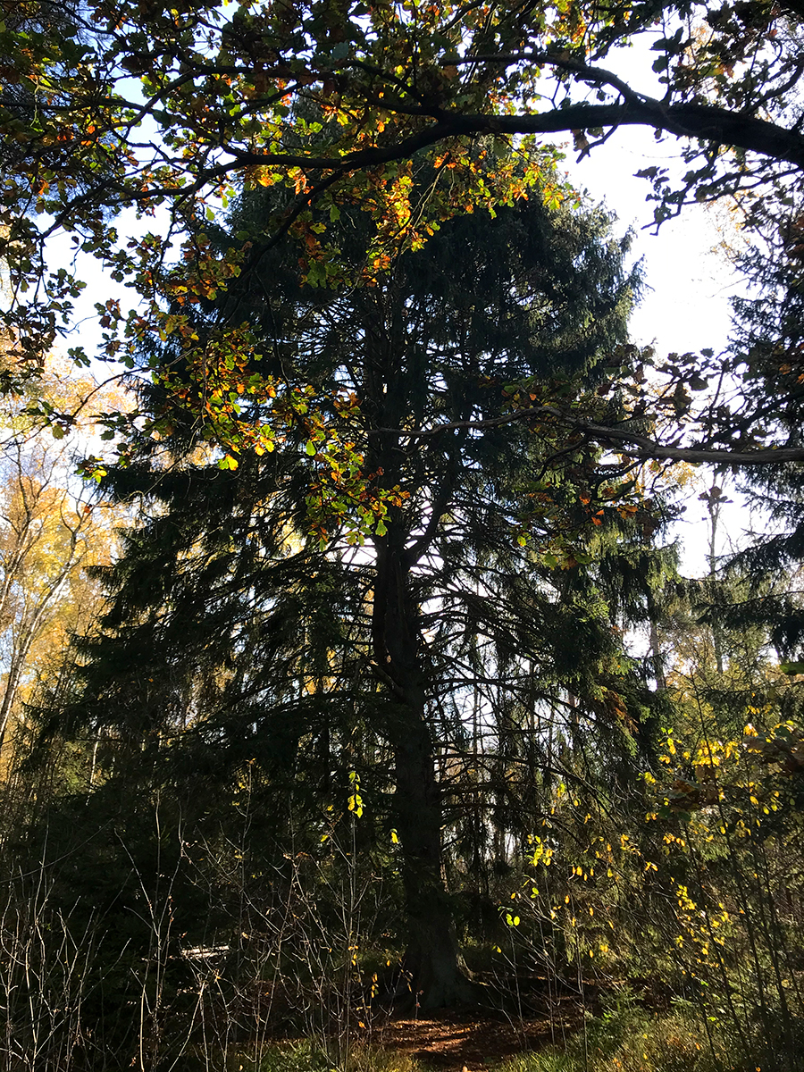 ma__rchentanne-2
