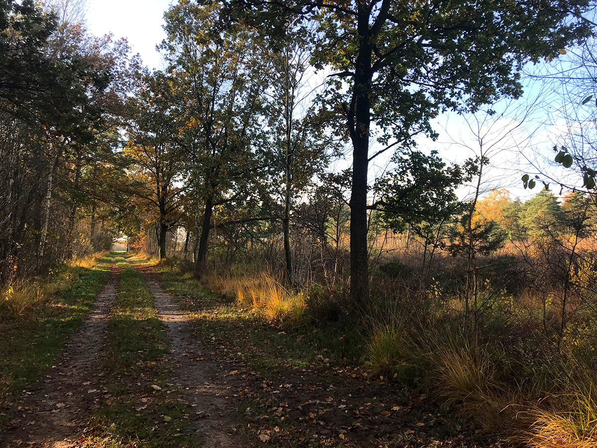 pastorenmoor