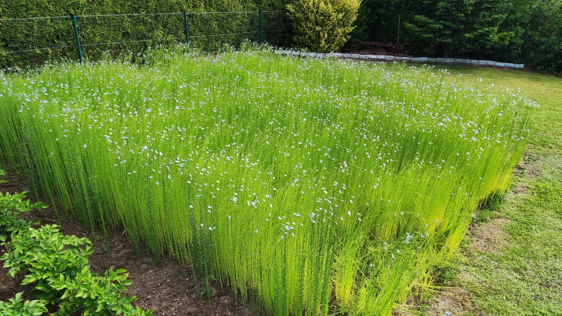 blühender Lein
