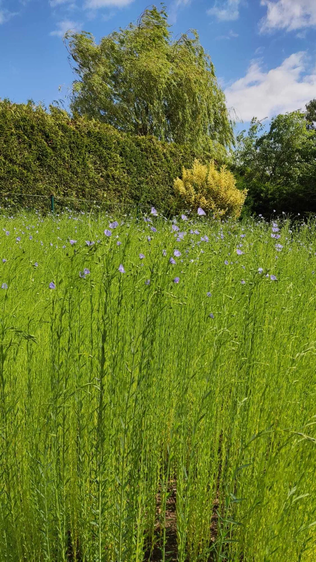 Blühendes Leinfeld (Foto: Werner Heise) blühender Lein 2