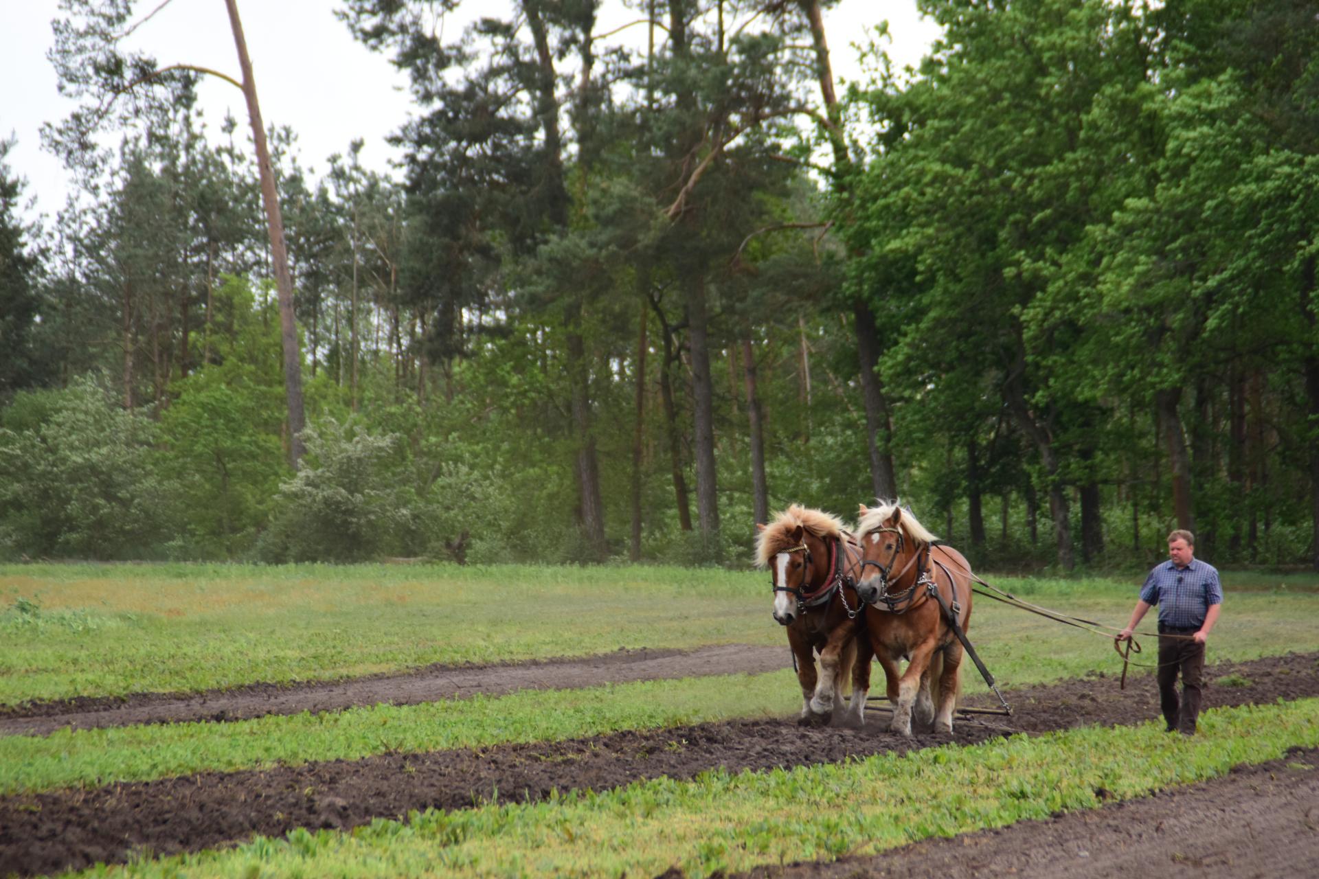 Landwirt Frank Trogisch mit seinen Pferden im Gespannpflügen (Foto: OSL / Nora Bielitz)