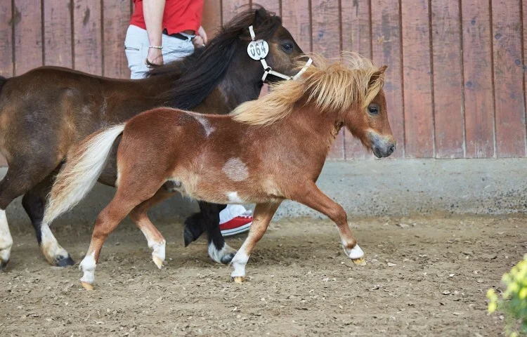 750x480-crop-90-dorosalas_yasper_shetland_u_87_zuechter_anja_koch_brake