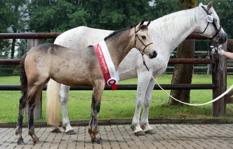 750x480-crop-90-glaskopf_gentle_rhaelynn__connemara_z_sophie_bachmann_glashuettten