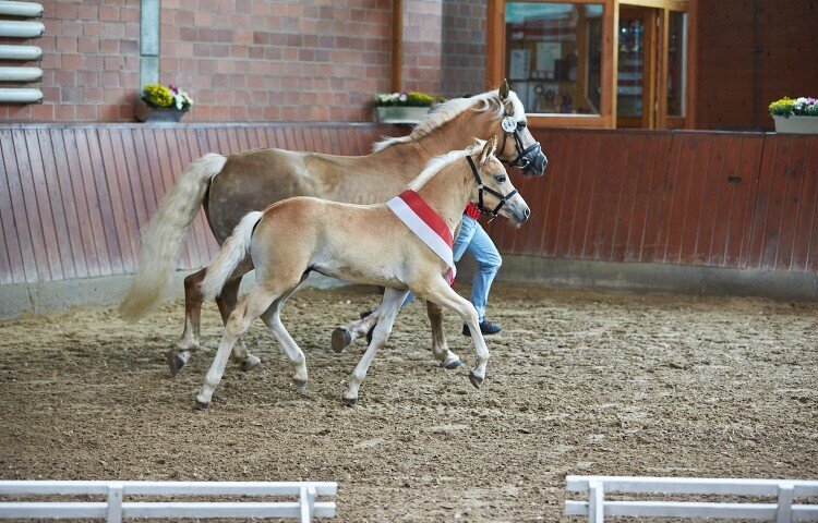 750x480-crop-90-haflinger_ambiente__zuechter_bernd_kothe_staufenberg