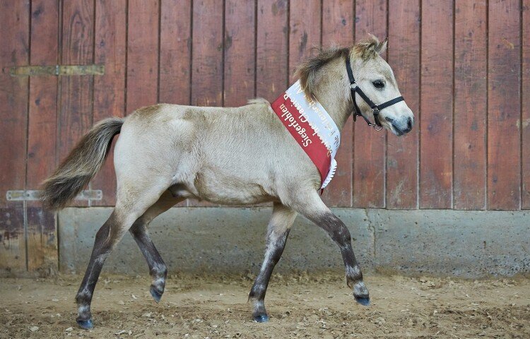 750x480-crop-90-kaleo_vom_koerler_berg__deutsches_classic_pony