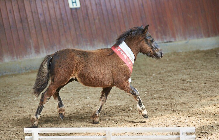 750x480-crop-90-shetland_pony_greyground_man_at_work