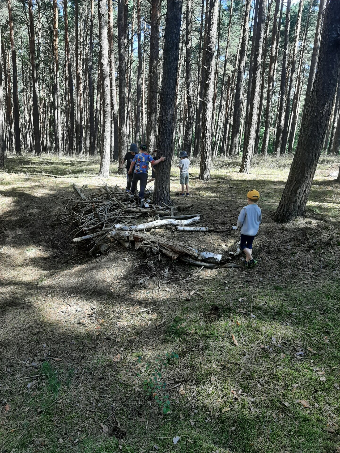 Balancierstrecke im Wald