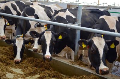 Die Milchviehwirtschaft ist eines der Standbeine von Landwirten auch im Landkreis Dahme-Spreewald. Foto: Andreas Staindl