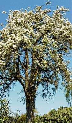 Foto zur Meldung: Beliebte Tradition: Ein Obstbaum zur Geburt