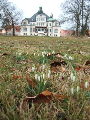 Schlosspark Uebigau mit Schneeglöckchen (Bild vergrößern)