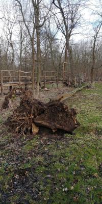 Baum wurden vom Sturm umgelegt