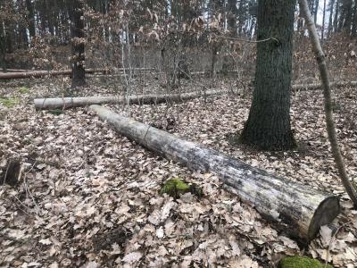 Sturmschäden: Warum Totholz im Wald gebraucht wird