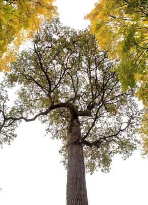 Blick in die Krone der Eiche. Das Bild entstand Anfang November 2021. Trotz beginnender Herbstfärbung und erstem Blattwurf sieht die Krone der alten Eiche noch sehr vital aus. (Foto: Dorothea Burkhardt, MZHD) (Bild vergrößern)