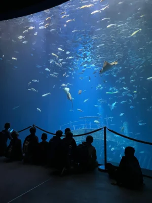 Mit Walfred durchs Ozeaneum (Bild vergr&ouml;&szlig;ern)