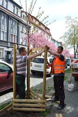 Benny Schulz und Michael Schmidt (I) pflanzen eine Zierkirsche in der August-Bebel-Straße I Foto: Martin Ferch (Bild vergrößern)