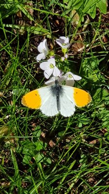 Neue Nachrichten aus dem Hotzenwald-Naturgarten: Neues Projekt: Schmetterlinge im Garten - der Auroafalter