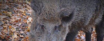 Foto zu Meldung: Information zur Afrikanischen Schweinepest