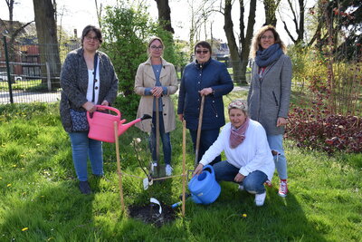 Foto zur Meldung: Familienbündnis Perleberg pflanzt Apfelbaum
