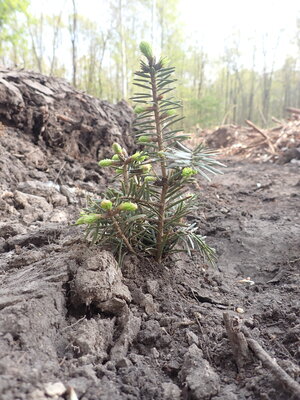 CHECK24 Baumpflanzung in den Hohburger Bergen – Hilfe schlägt Wurzeln