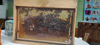 Fleißige Helferin Biene - vom Imker für Kinder einfach erklärt (Bild vergrößern)