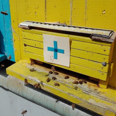 Foto zur Meldung: Internationaler Bienentag 2022